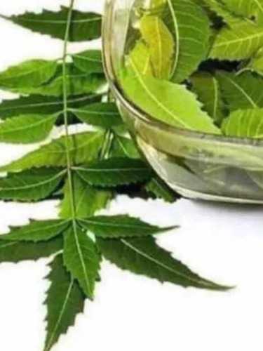 Antigripal Hojas Para Infusion Neem - g a $312