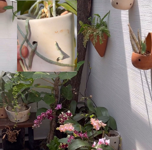 Maceta Jarrón Abanico Grande Especial Para Orquídeas