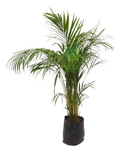 Palma Areca (chica)