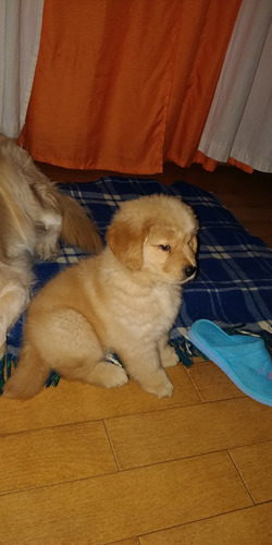 Imagen 5 de 6 de Hermoso Ejemplar De Golden Retriever Para Cruza