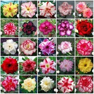 40 Sementes De Rosas Do Deserto Mix De Cores E Espécies.