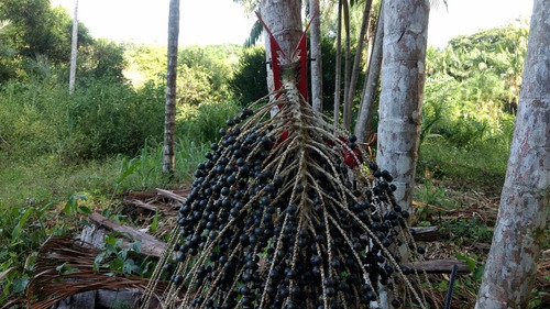 Colheitadeira De Açaí Trajano - Kit C/ 08 Hastes