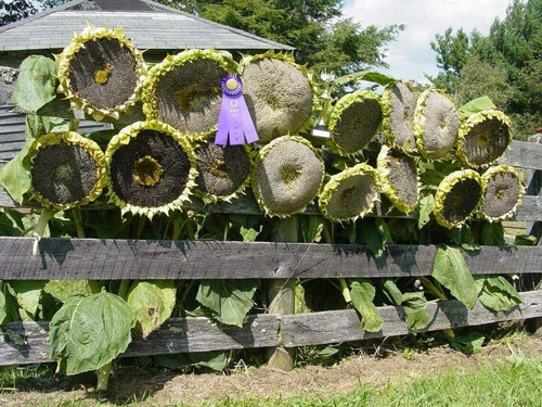 500 Semillas De Girasol Gigante Mamut + Instructivo