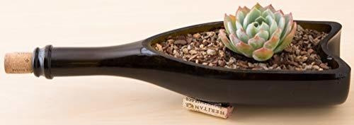 Imagen 6 de 7 de Herramientas Para Bonsai Suelo De Cactus Y Suculentas Bonsai