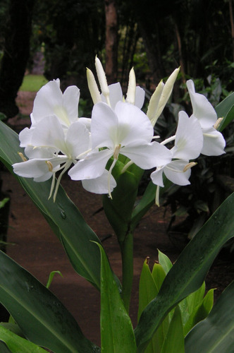 Caña De Ámbar, Flor Mariposa. Hedychium Coronarium