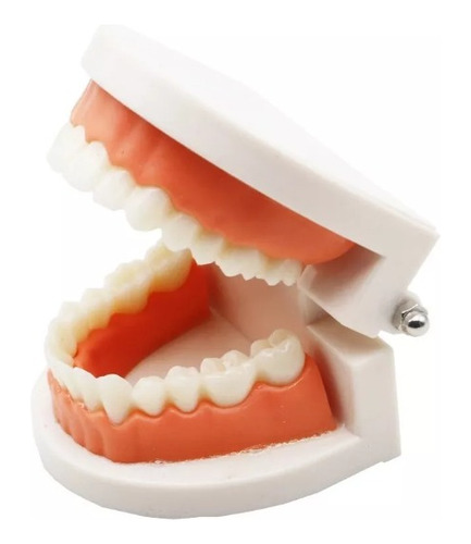 Modelo Dental Enseñanza Únicos Con Cepillo Bambú Pacard