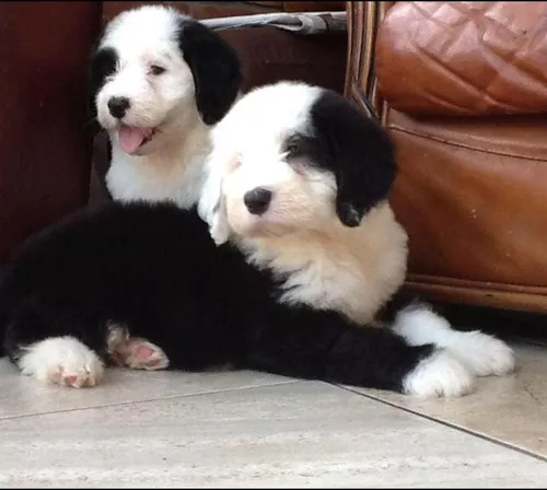 Viejo Pastor Ingles Cachorro  English dogs, Old english sheepdog, English  sheepdog