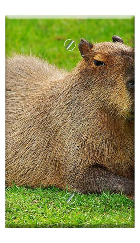 Cubierta Placa Pared Blanco Una Sola Banda Capybara Roedor