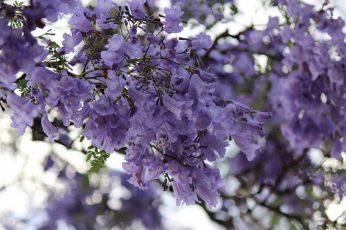 500 Semillas De Arbol Jacaranda