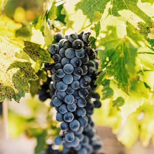 Imagen 3 de 10 de Vino Trumpeter Malbec Estuche X 2 X 750ml.