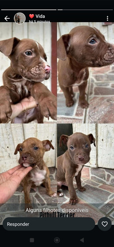 American Pitbull Terrier
