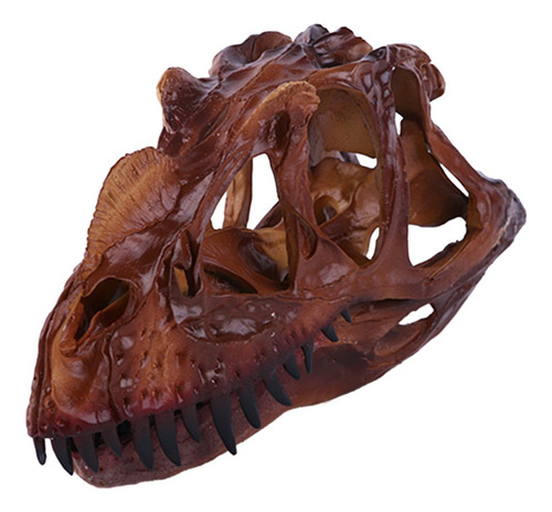2 Piezas 1/3 Modelo De Resina Dilophosaurus Cráneo Fósil