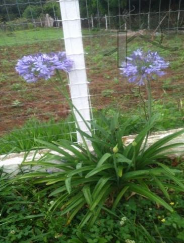 Imagem 9 de 13 de Cód 3271 - Lindo Terreno Plano Com Lago - 3271