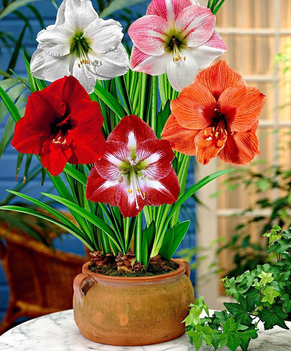 Semillas De Amarilis Flores Espectaculares Mix De Colores | Cuotas sin interés Semillas De Amarilis Flores Espectaculares Mix De Colores | Cuotas sin interés