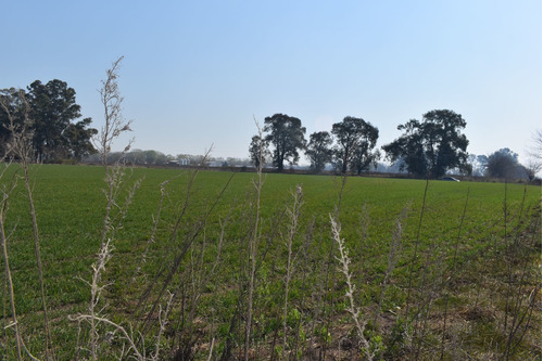Imagen 2 de 29 de Chacra 5 Hectáreas Agro Carlos Keen Venta Oportunidad