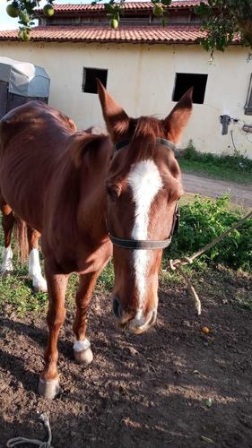 Imagem 1 de 5 de Cavalo Quarto De Milha 9 Anos Com Exames Feitos!