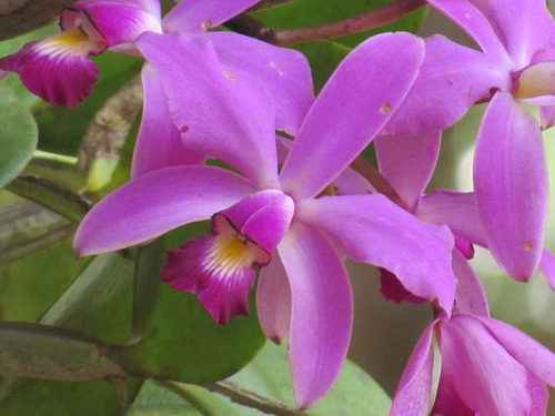Cuadro 30x45cm Orquideas Flores Violetas Planta Hermosa M8