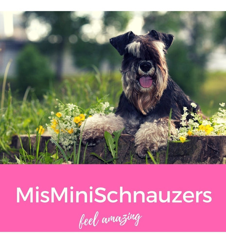 Schnauzer Miniatura Misminischnauzers Macho Sal Y Pimienta