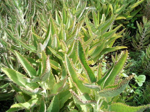 Kalanchoe Daigremontiana (aranto)