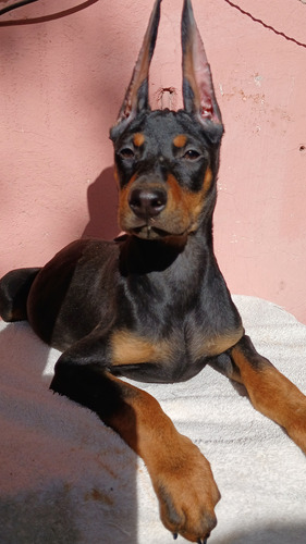 Doberman Cachorros Garantía Impresa De Salud Y Pureza Racial Golondrinos