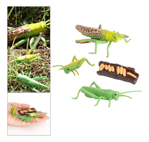 2 Modelo De Crecimiento Del Saltamontes Juguetes De