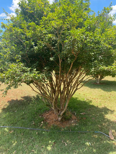 Imagem 5 de 29 de Chácara 5mil M2, Casa Sede Com 3 Suítes, Chále Grande Com Área Gourmet, Piscina Aquecida, Campo De Futebol, Pomar Com Pés De Frutas - Ch00186 - 70446769