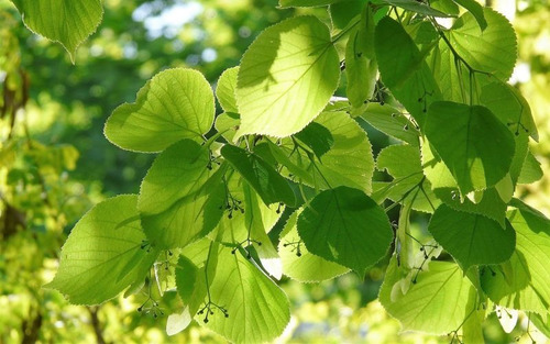 Semillas De Árbol Tilo Hoja Ancha X 20 Unid.