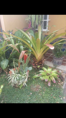 Chaguaramos, Bromelias, Palmas, Crotos Y Otros