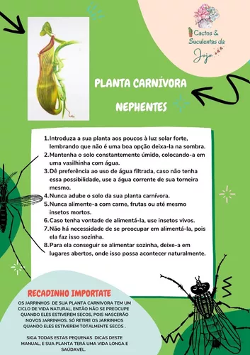 Planta Carnívora Nepenthes - Copinho