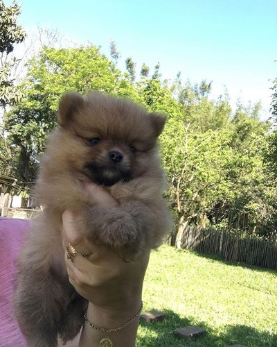 Cachorros Pomerania Mini Perros En Venta Piedecuesta