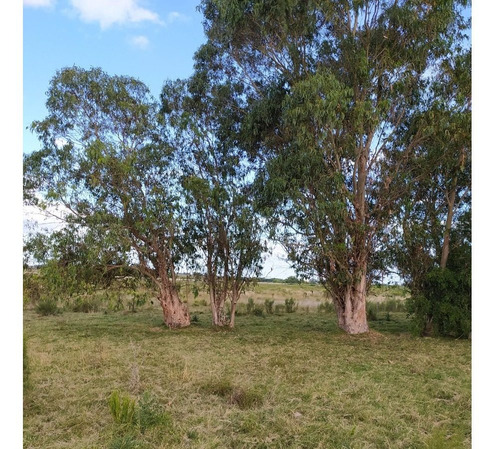 Vendo 10 Has En La Zona El Arenal Pozo, Monte Para Sombra, A 1,5 Km De Ruta 65 Y 7