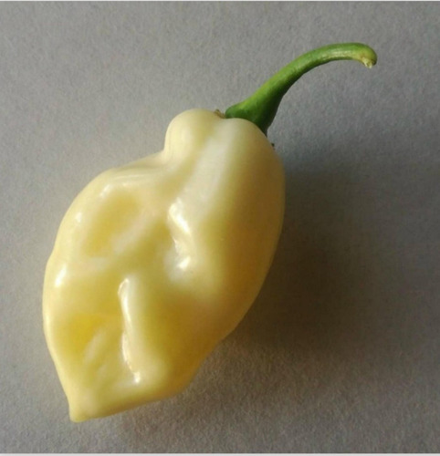 Semillas Aji Picante, Chile Fatalii White