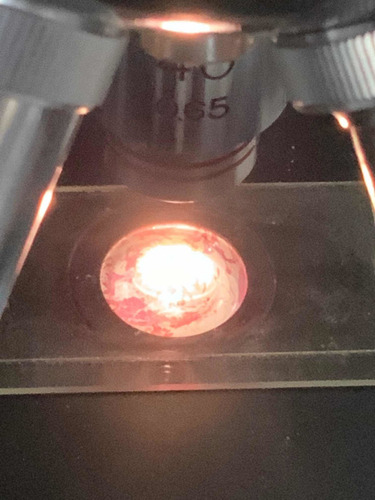 Microscopio Suift Antiguo Y Cortes Histología De Colección (Usado)