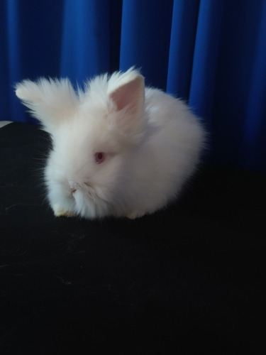 Conejo Cabeza De León Blanco Mascota