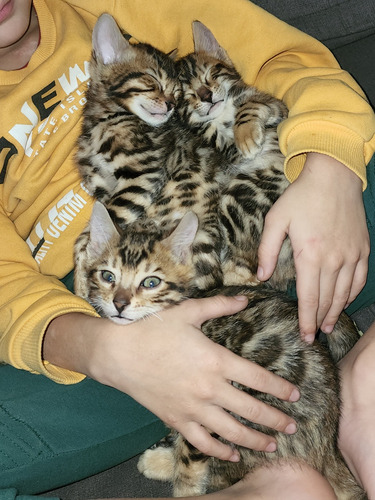 Gato Bengal Sangre Importada