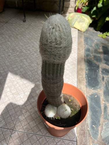 Cactus Espostoa 50 Cm - Planta Única Poronga