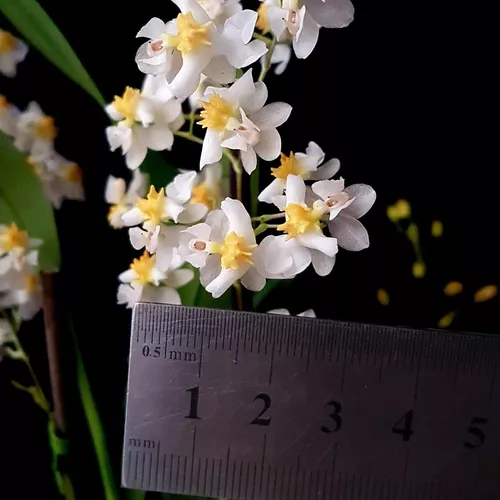 Orquídea Oncidium Twinkle Fragrance Fantasy ! Planta Adulta