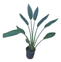 Comprar Strelitzia Reginae Flor De Pájaro Vivero Mayorista Vivero Mayorista Deco Jardines Exteriores Hogar Parques Plantas 