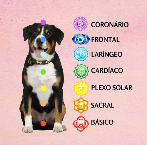 Sesión De Reiki A Distancia Para Mascotas + Gemoterapia