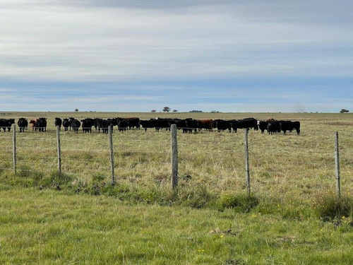 Imagen 13 de 19 de Campo En Venta !!! Gral Lavalle