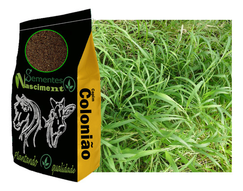 Sementes Capim Colonião 30kg - Resistente A Seca.