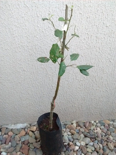 Muda De Maçã Julieta Para Clima Quente Enxertada + Brinde