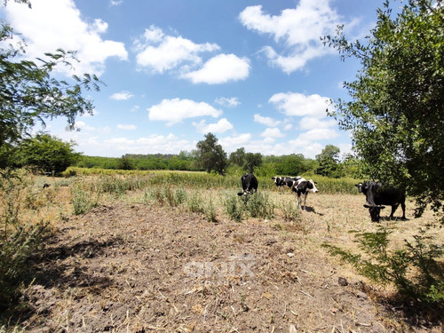 Venta Campo 36,2ha En Toledo Chico Con Chacra Y 2 Pozos