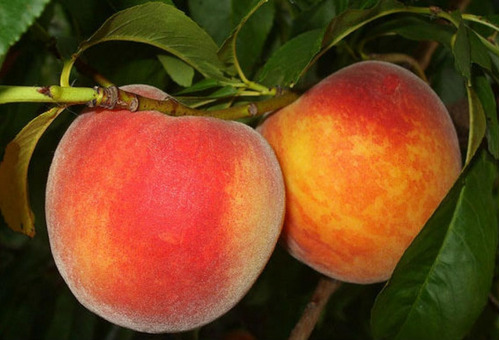 Imagen 8 de 10 de Combo 10 Arboles Frutales - Viv.hab.senasa-e.gratis Caba-gba