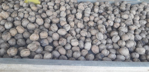 Vendo Fincas Con Nogales San Rafael Mendoza