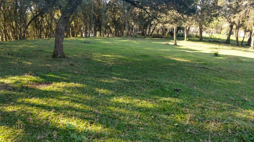 Imagem 15 de 29 de Terreno A Venda No Bairro Campina Da Barra Em Araucária - - 5584-1