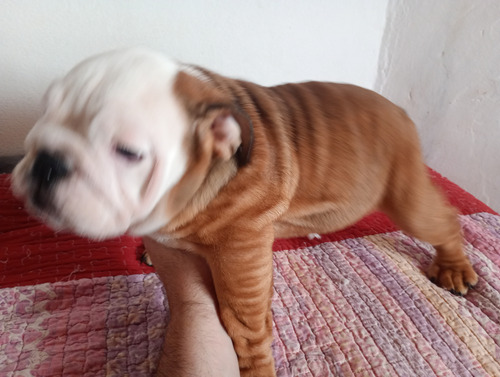 Vendo Cachorra Bulldog Ingles Con Kca Marrón Y Blanca