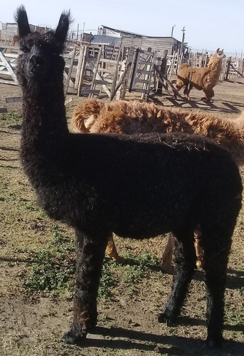 Imagen 4 de 4 de Llamas De Criadero Lama Mal Con Y Sin Pedegree Registrado