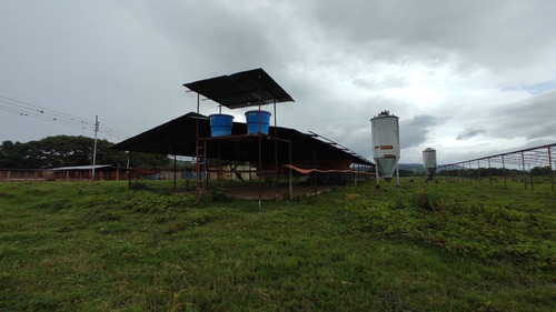 Imagen 8 de 14 de Venta Finca, Guigue Planta Cod. 155496