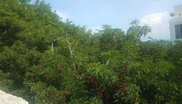 Imagen 13 de 13 de Punta Diamante, Terreno, Venta, Acapulco, Guerrero